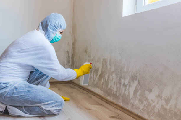 Licensed Attic Mold Remediation service in Old Bridge, NJ - Car Mold Remediation